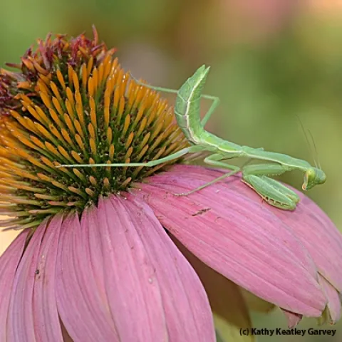 Praying mantis waits and waits. (Photo by Kathy Keatley Garvey)