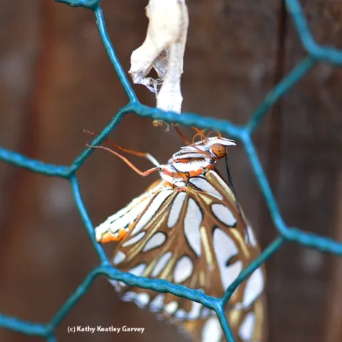 Female Gulf Fritillary butterfly dries her wings after emerging from her chrysalis. (Photo by Kathy Keatley Garvey)
