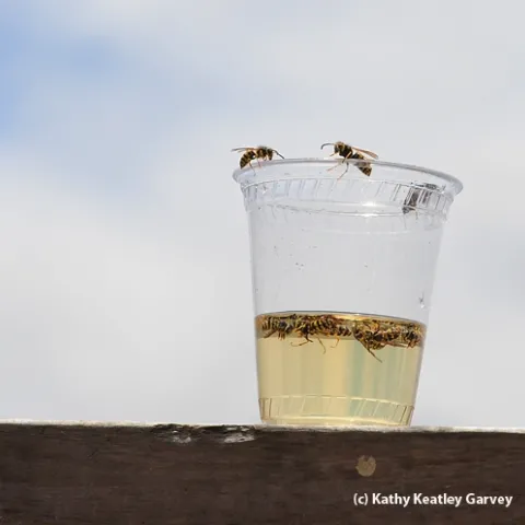 Yellowjackets are attracted to this plastic container. (Photo by Kathy Keatley Garvey)