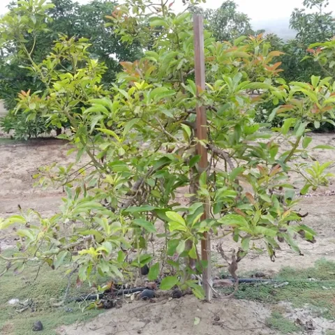 asphyxiated avocado2