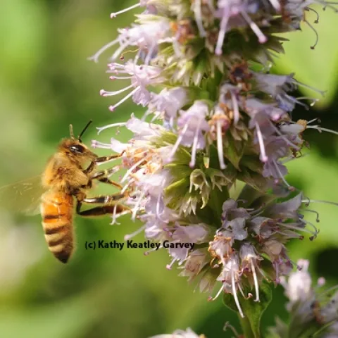 An Italian honey bee nectaring on phacelia. (Photo by Kathy Keatley Garvey)