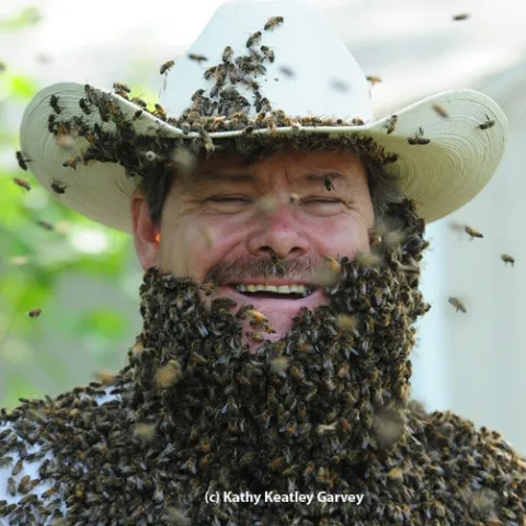 Wilton beekeeper Brian Fishback wearing a bee beard at the Harry H. Laidlaw Jr. Honey Bee Research Facility, UC Davis. This photo appeared in Kari-Lynn Winters' book, Buzz About Bees. (Photo by Kathy Keatley Garvey)