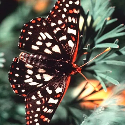 This photo, by Stephen Daubert, is of a variable checkerspot (Euphydryas chalcedona.