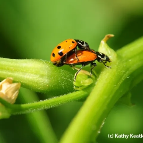 Love in the bean field at the UC Dry Bean Field Day. (Photo by Kathy Keatley Garvey)
