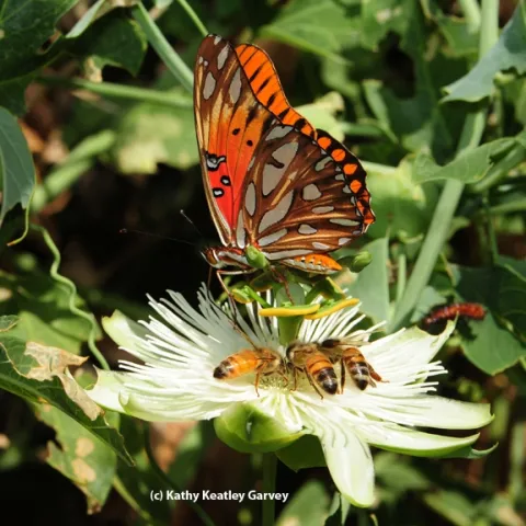 A Gulf Fritillary butterfly, Agraulis vanillae, sharing a passion flower with honey bees. (Photo by Kathy Keatley Garvey)