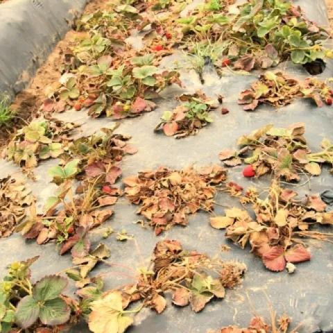 Pallidosis related decline