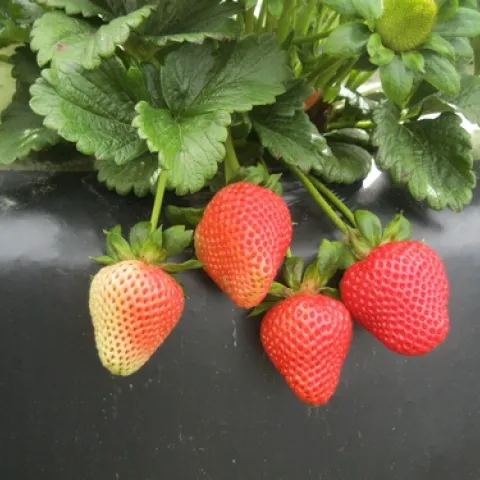 Strawberry-Benicia