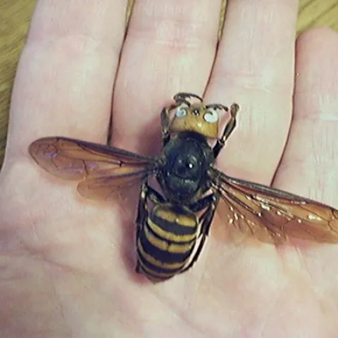 This is the world's largest hornet, Vespa mandarinia. (Photo by Terry Prouty, courtesy of Wikpedia. http://en.wikipedia.org/wiki/User:Hornetboy1970)