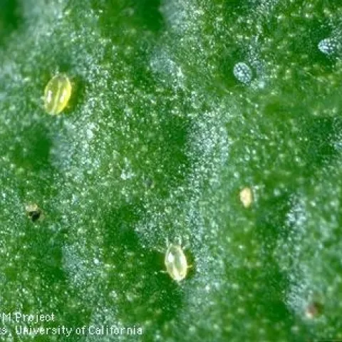 broad mite on fruit