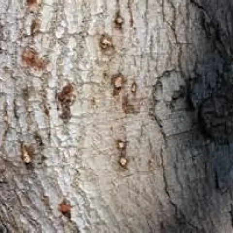 Polyphagous shothole borer