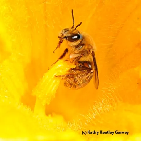 Squash bee, Peponapis pruinosa. (Photo by Kathy Keatley Garvey)
