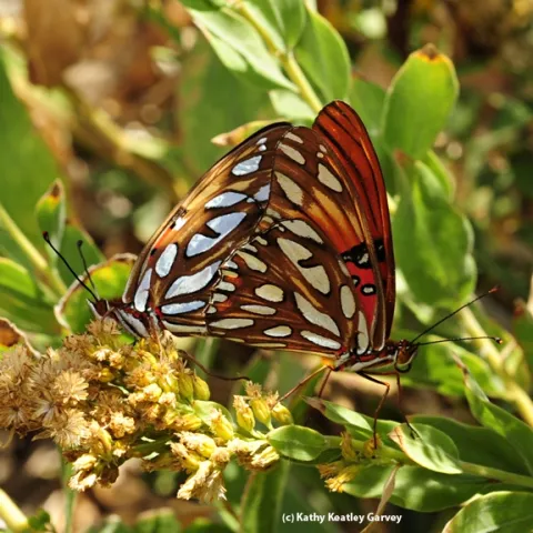 A pair of mating Gulf Fritillary butterflies on a passionflower vine. (Photo by Kathy Keatley Garvey)
