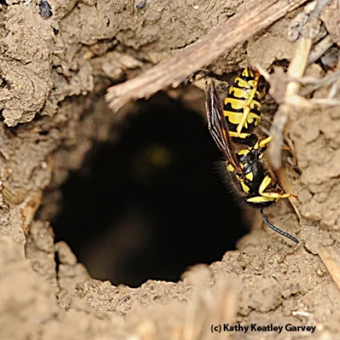 A yellowjacket entering its nest at an apiary. (Photo by Kathy Keatley Garvey)