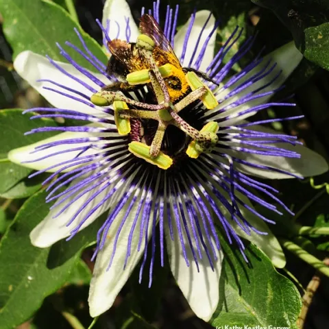 Valley carpenter bee foraging on a passion flower. (Photo by Kathy Keatley Garvey)