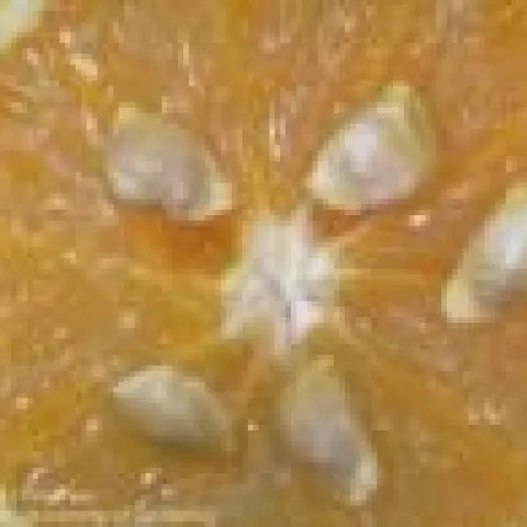 seedy citrus