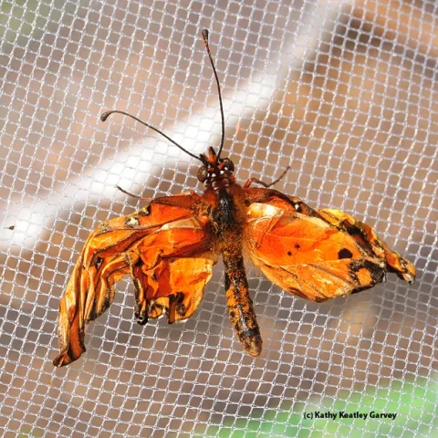 crippled Gulf Fritillary butterfly. (Photo by Kathy Keatley Garvey)