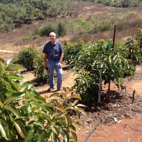 High Density Avocado Trial in San Diego County