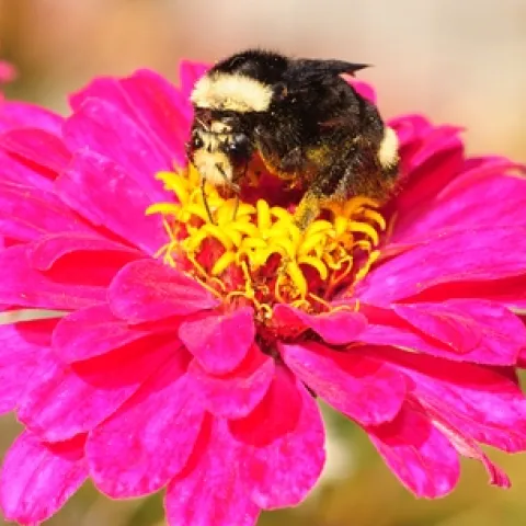 A yellow-faced bumble bee on a zinnia. (Photo by Kathy Keatley Garvey)