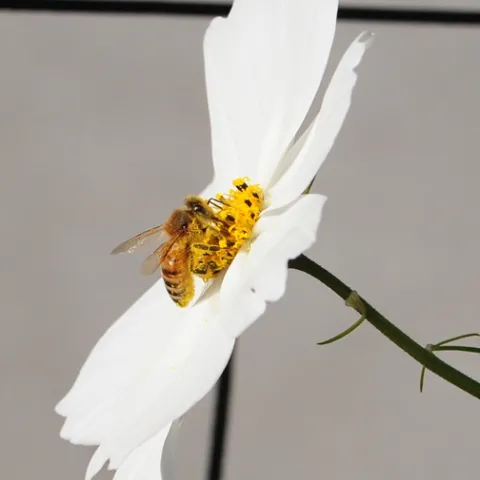 Honey bee visiting a cosmos. (Photo by Kathy Keatley Garvey)