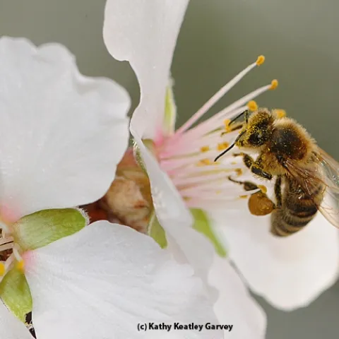 When February arrives, honey bees will be out pollinating the almonds. (Photo by Kathy Keatley Garvey)