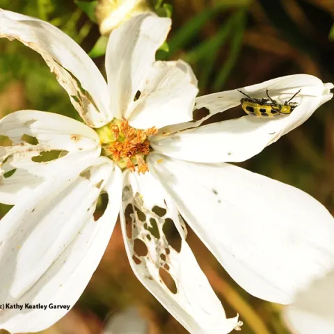 Spotted cucumber beetle and its path of destruction. (Photo by Kathy Keatley Garvey)