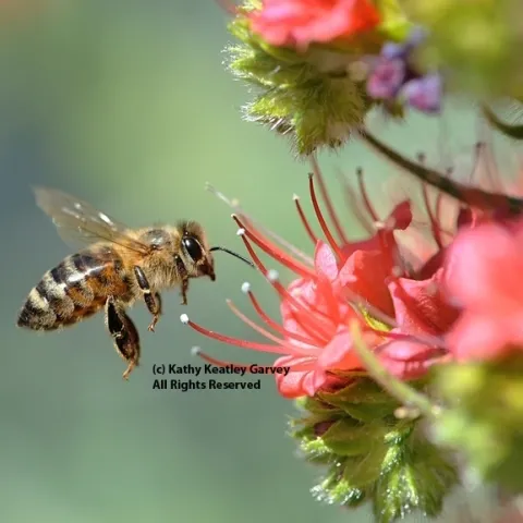A honey bee heading for a tower of jewels, Echium wildpretii. (Photo by Kathy Keatley Garvey)