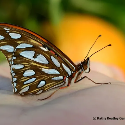 Newly emerged Gulf Fritillary butterfly.(Photo by Kathy Keatley Garvey)