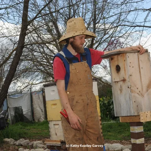 This wood duck box is being used as a bee hive in The Bee Sanctuary on the UC Davis campus. Examining it is Derek Downey who directs The Bee Collective and The Bee Sanctuary. (Photo by Kathy Keatley Garvey)