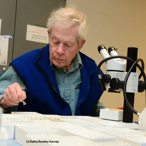 Noted entomologist Jerry Powell, director emeritus of the Essig Museum of Entomology, UC Berkeley, volunteers at the Bohart Museum. (Photo by Kathy Keatley Garvey)