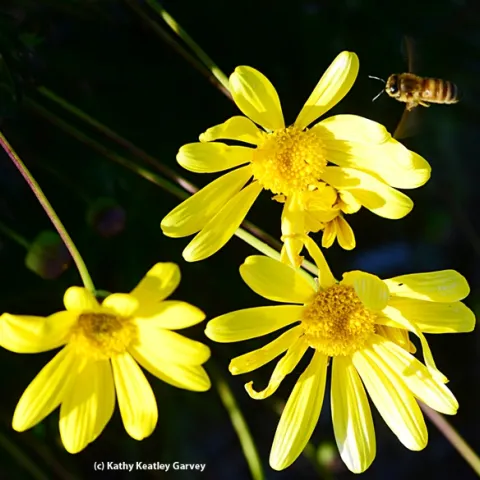 Honey bee heading for Euryops. (Photo by Kathy Keatley Garvey)