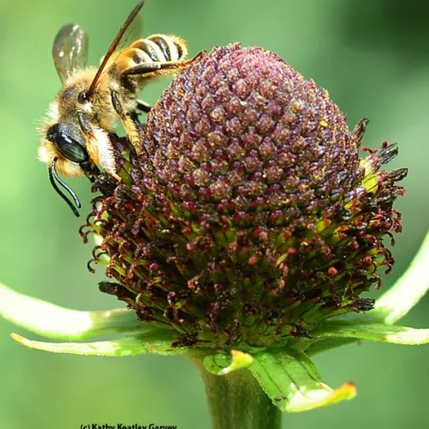 Male leafcutter bee, Megachile fidelis, as identified by Robbin Thorp, on coneflower. (Photo by Kathy Keatley Garvey)