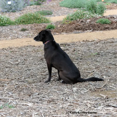 Olive attentively watches for Kris Kolb. (Photo by Kathy Keatley Garvey)