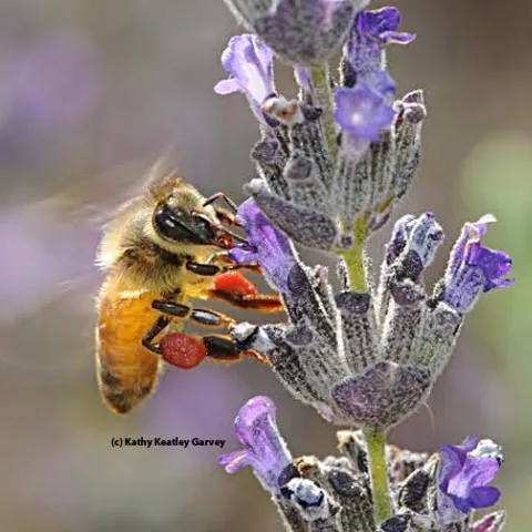Honey bee with red pollen (from neighboring rock purslane) sipping nectar from lavender. (Photo by Kathy Keatley Garvey)