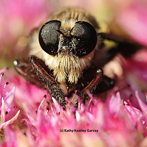 Up close and personal with a robber fly. (Photo by Kathy Keatley Garvey)