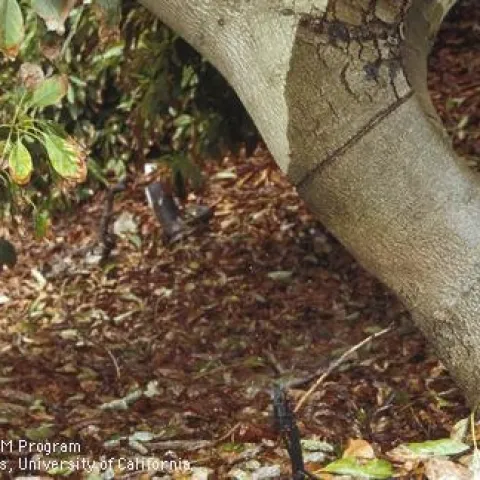 Copy of avocado irrigation