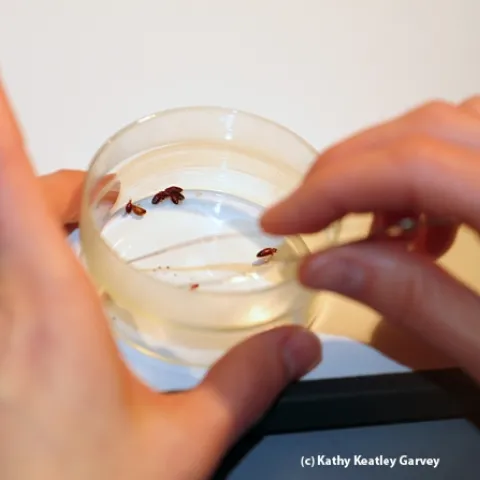 Forceps held by Danielle Wishon zero in on a bed bug to be fed. (Photo by Kathy Keatley Garvey)