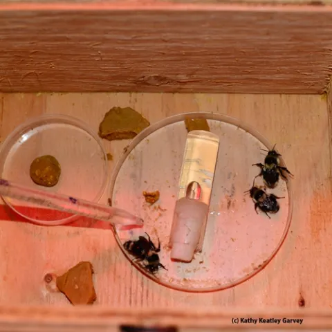 The three queen bumble bees (Bombus melanopygus). (Photo by Kathy Keatley Garvey)