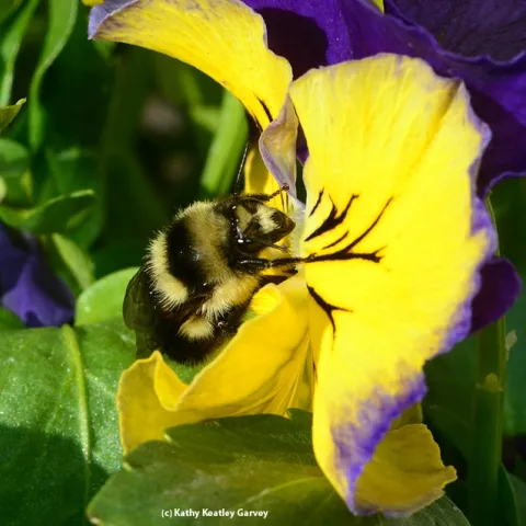 Newly released queen bumble bee foraging on pansies. (Photo by Kathy Keatley Garvey)