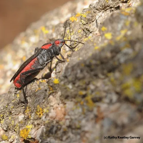 The soapberry bug is one of the insects that Scott Carroll studies. See his website at http://soapberrybug.org/. (Photo by Kathy Keatley Garvey)