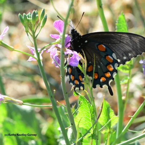 Pipevine Swallowtail, Battis philenor, nectaring on radish on Gates Canyon Road, Vacaville. (Photo by Kathy Keatley Garvey)