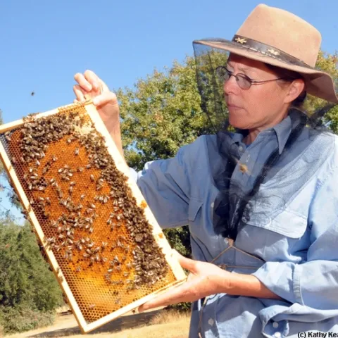 Bee scientist Susan Cobey holds a frame of bees at the Harry H. Laidlaw Jr. Honey Bee Research Facility, UC Davis. (Photo by Kathy Keatley)