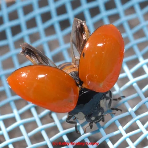 Ladybug drying its wings after falling into a swimming pool. (Photo by Kathy Keatley Garvey)