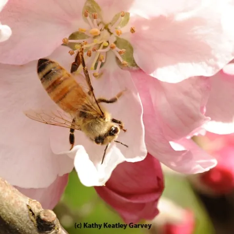 A young honey bee foraging on a cherry blossom. (Photo by Kathy Keatley Garvey)