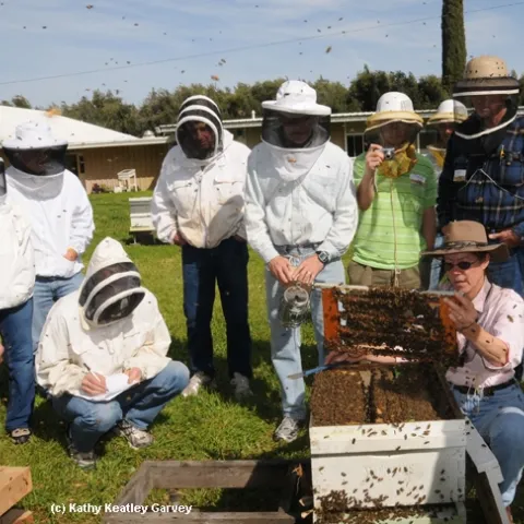 Bee breeder-geneticist Susan Cobey (kneeling at right) at one of her queen bee-rearing classes at UC Davis. (Photo by Kathy Keatley Garvey)