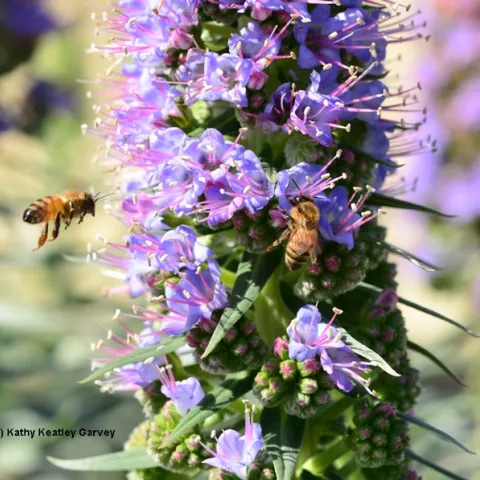 Honey bees foraging on the Pride of Madeira at Bodega Bay. (Photo by Kathy Keatley Garvey