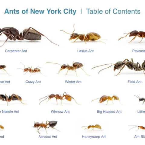 Ants by Alexander Wild.