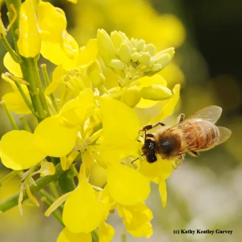 Honey bee foraging on mustard. (Photo by Kathy Keatley Garvey)