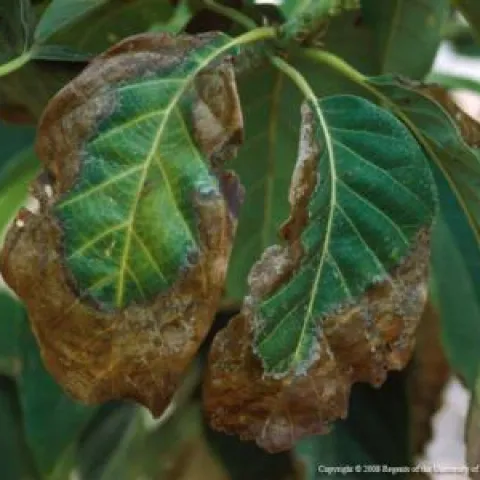 avocado leaf necrosis