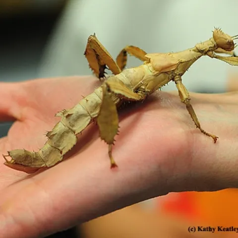 This is the insect that Matan Shelomi studies. (Photo by Kathy Keatley Garvey