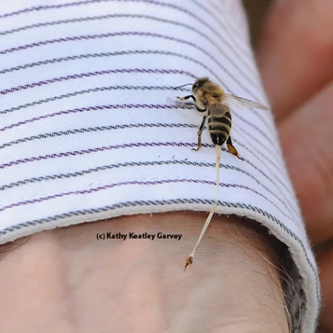 This honey bee, in the process of defending her hive, is stinging Extension apiculturist Eric Mussen of UC Davis. That's her abdominal tissue being pulled out. (Photo by Kathy Keatley Garvey)